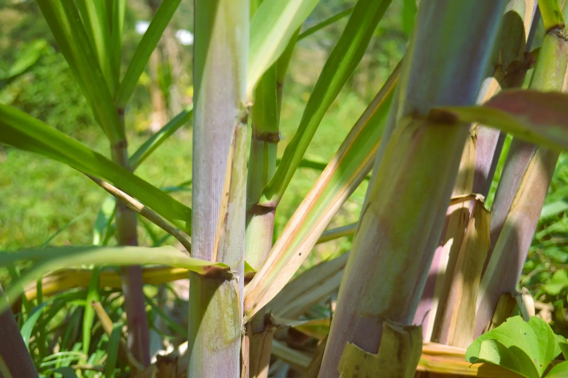 A close up of a bunch of green plants